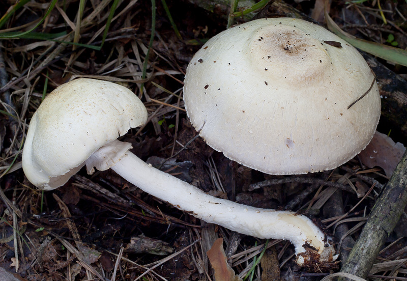 Agaricus essattei